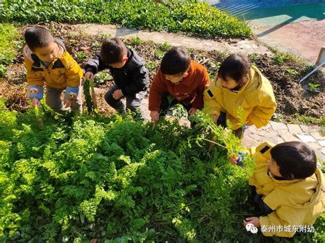 小班小兔种萝卜体育活动教案