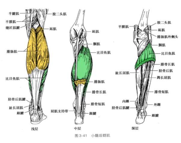 健硕的小腿肌肉