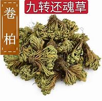 九死还魂草的功效与作用视频