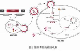 **病毒灵救星还是隐患？
-**