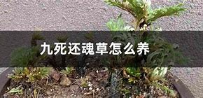 九死还魂草泡茶的功效