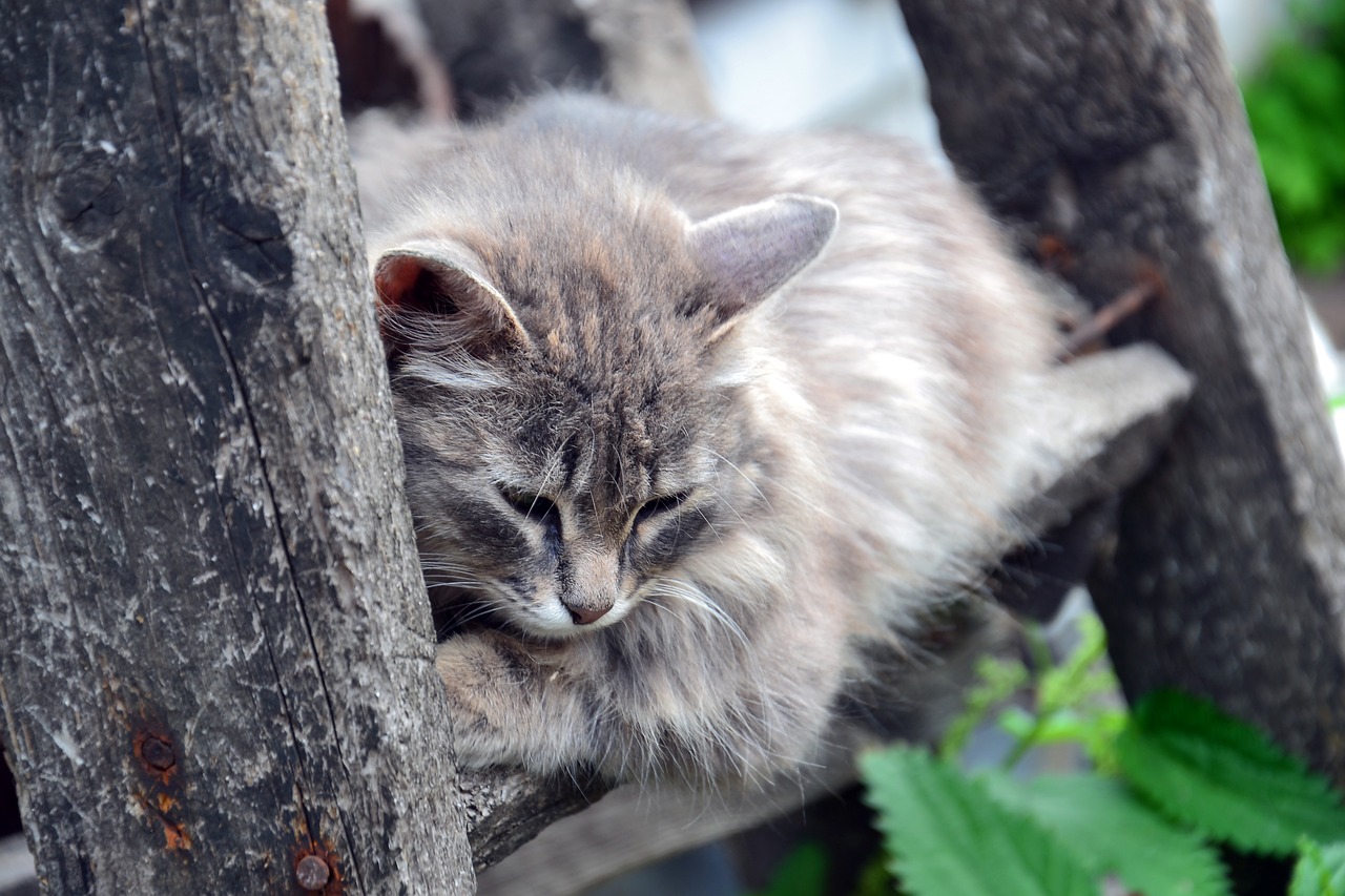 大熊猫彤彤死亡，国家哀悼，民众痛惜