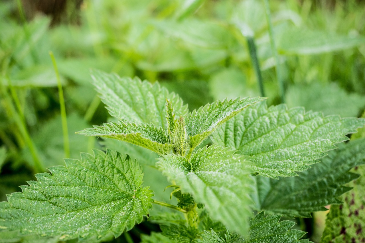 中药枳壳的药用价值与养护方法