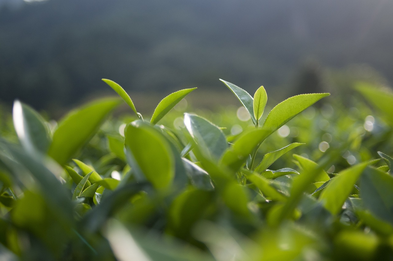 垂盆草在中医养生中的独特价值及其多方面的功效