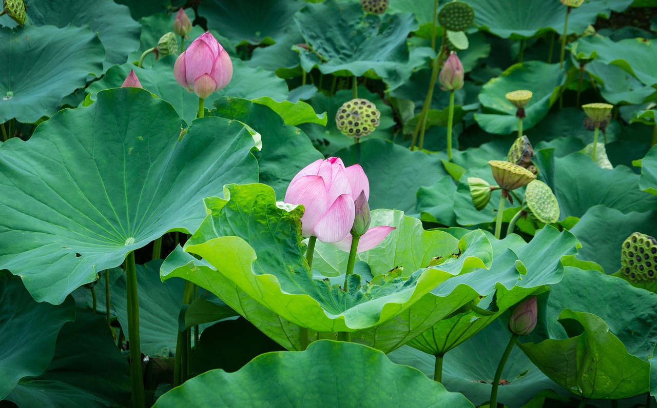 荆芥——古代中医瑰宝中的多效良药