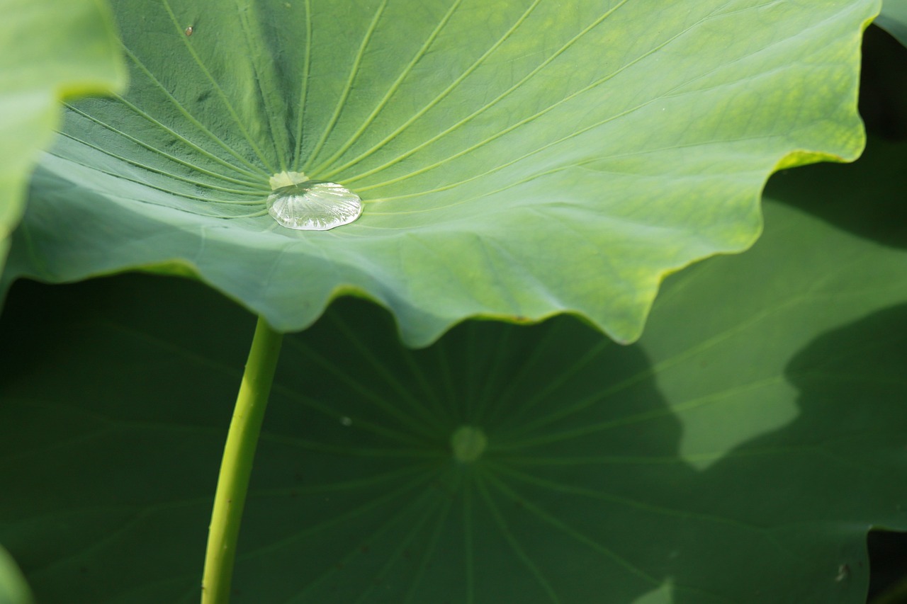 茵陈，传统中药中的瑰宝——解毒退黄、清热利湿