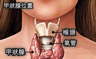 一、甲状腺肿大的定义