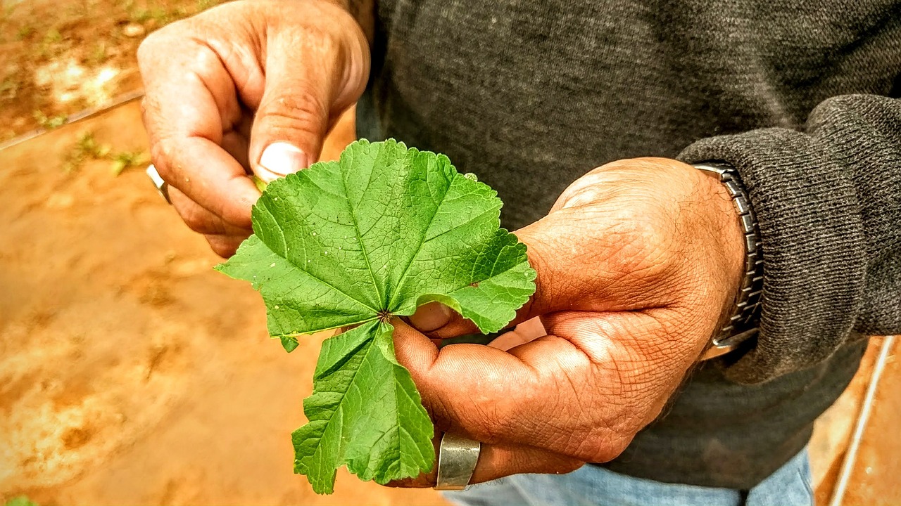 痛风肿胀部位是否可以进行针刺治疗