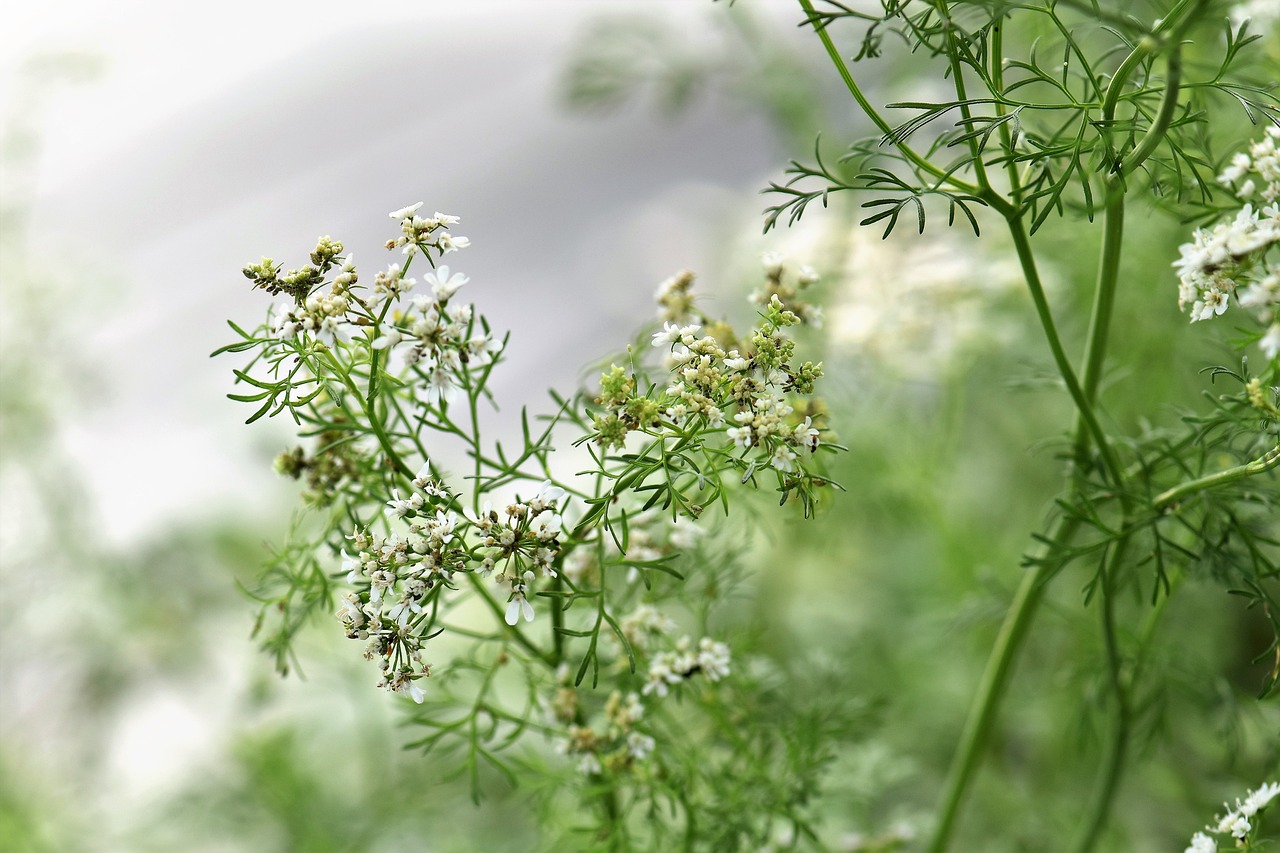 柴胡，传统中药中的多功能草本——从中医角度解析其独特功效