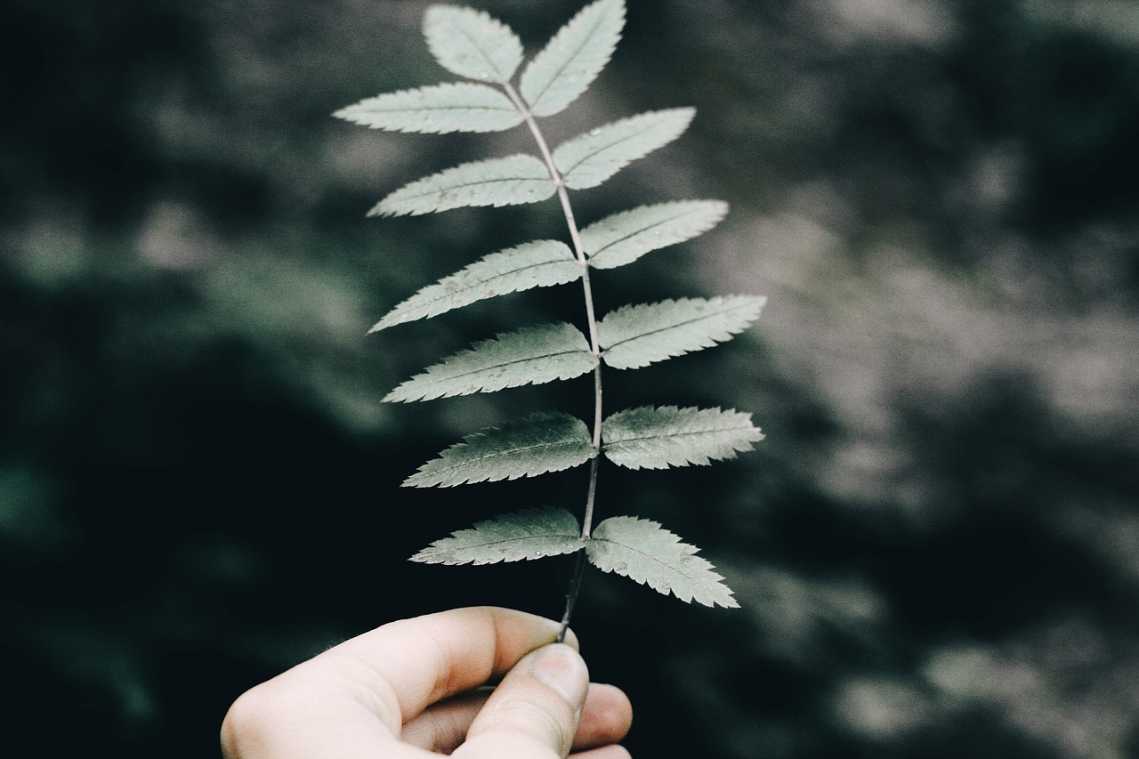 自然界的神奇草药