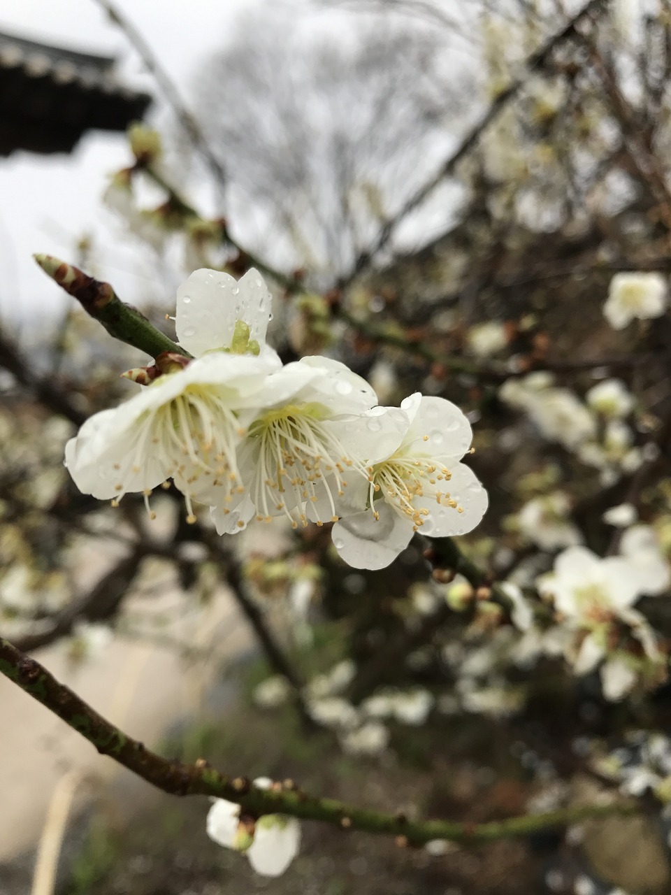 以“花开北京”为主题，全市推出107处赏花片区