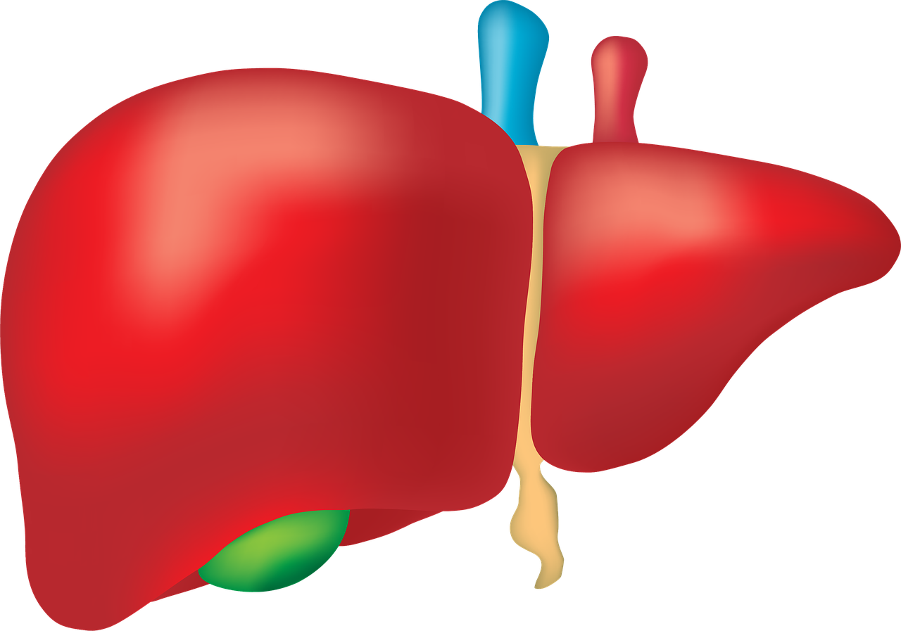 守护您的肝脏健康